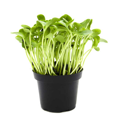 Semi per microgreens - Girasole Ukko