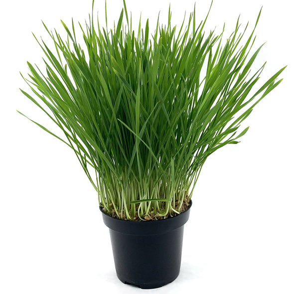 Microgreen seeds - Wheatgrass Incas