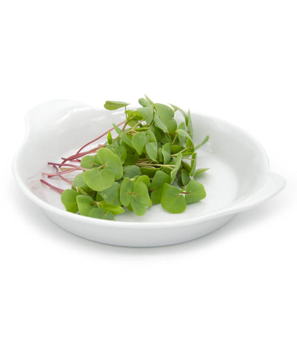 Semi per microgreens - Grano Saraceno Sinai