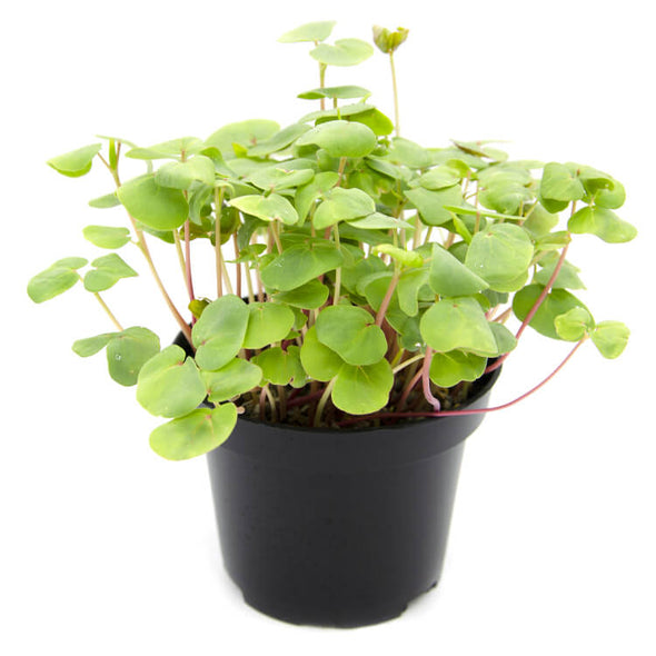 Semi per microgreens - Grano Saraceno Sinai