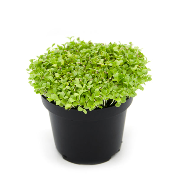 Semi per microgreens - Indivia scarola verde a cuore pieno