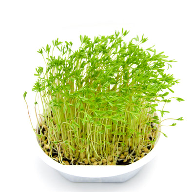 Semi per microgreens - Lenticchie rosse Maranello