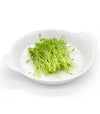 Lenticchie verdi Velvet - Italian Sprout