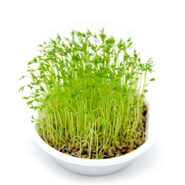 Microgreen seeds - Lentils green Velvet