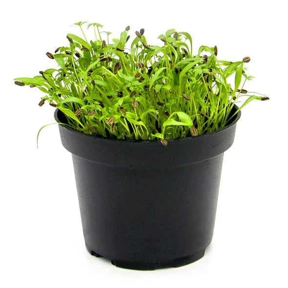 Microgreen seeds - Lovage Alpi
