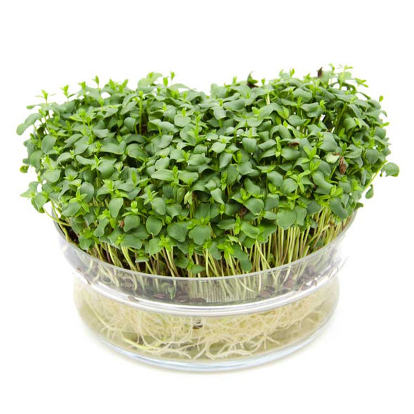 Semi per microgreens - Lino bruno Kabir