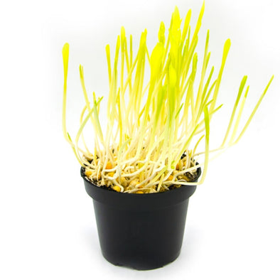Microgreen seeds - Popcorn Flash