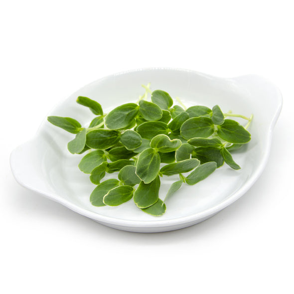Microgreen seeds - Cantaloupe melon Coco