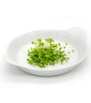 Mizuna verde Boy - Italian Sprout