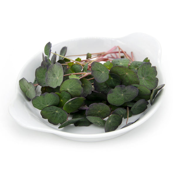 Microgreen seeds - Nasturtium empress Ruby