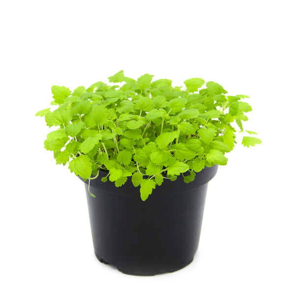 Semi per microgreens - Ortica Thor