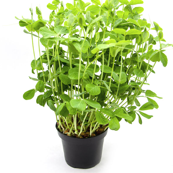Semi per microgreens - Pisello verde Efesto