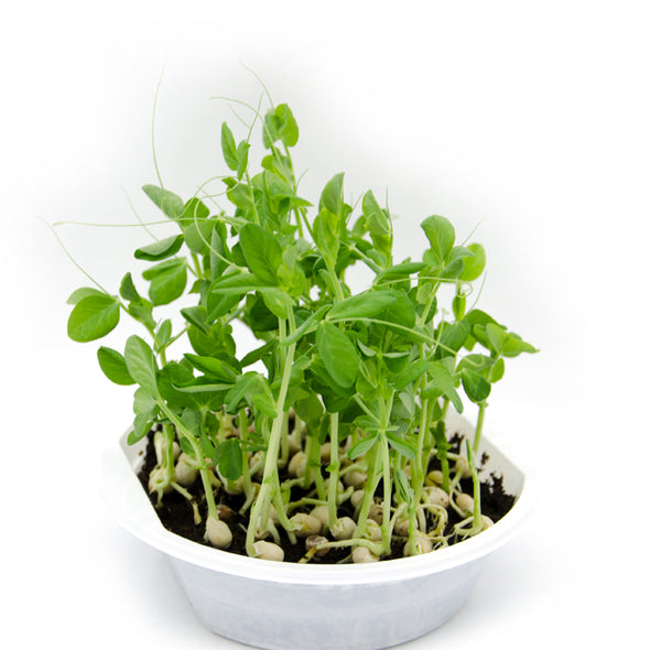 Microgreen seeds - Peas yellow Apollo