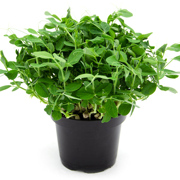 Semi per microgreens - Pisello verde Tendril Etna