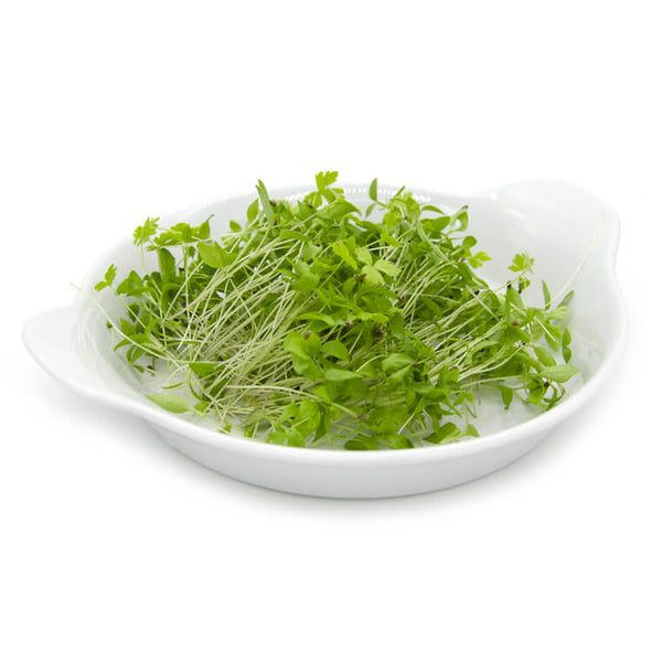 Semi per microgreens - Prezzemolo (gigante) Gulliver