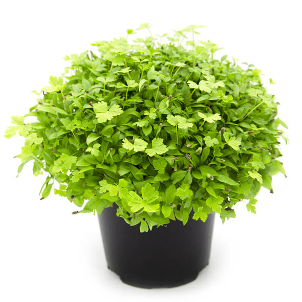 Semi per microgreens - Prezzemolo (gigante) Gulliver
