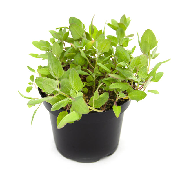 Semi per microgreens - Quinoa Rio