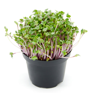 Microgreen seeds - China Rose radish