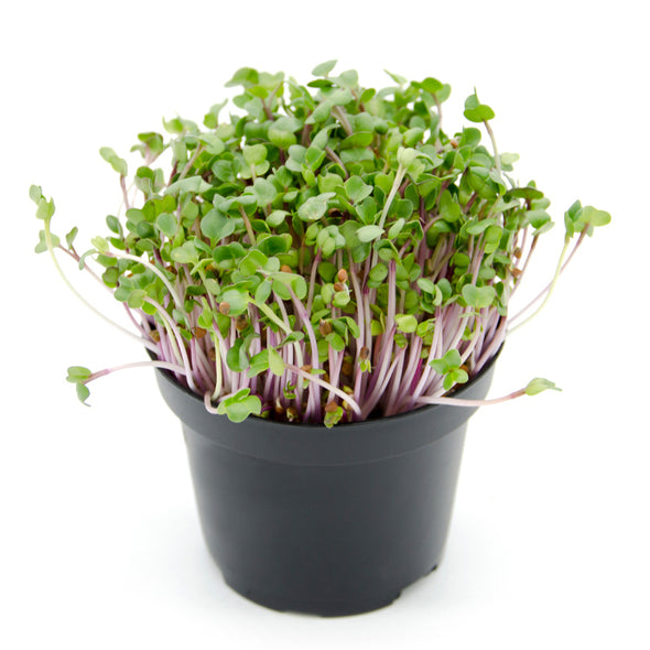 Semi per microgreens - Ravanello China Rose