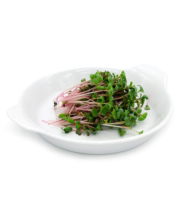 Microgreen seeds - Red Rubin Radish