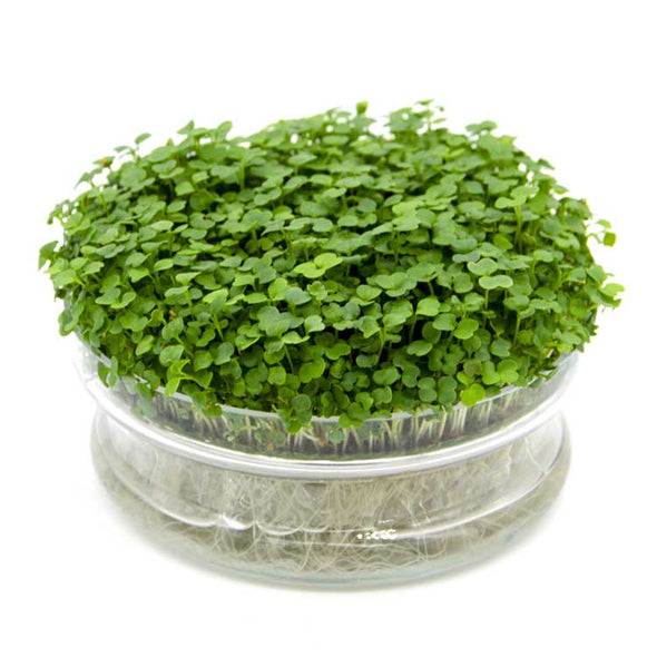 Microgreen seeds - Cultivated rocket Matisse