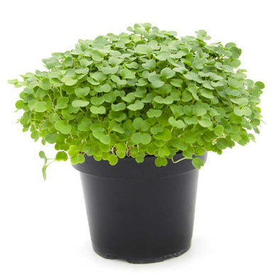 Microgreen seeds - Cultivated rocket Matisse