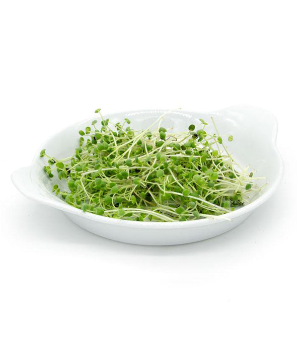 Semi per microgreens - Salvia Bomber