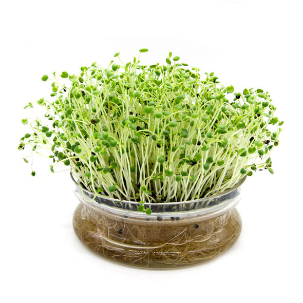 Semi per microgreens - Salvia Bomber