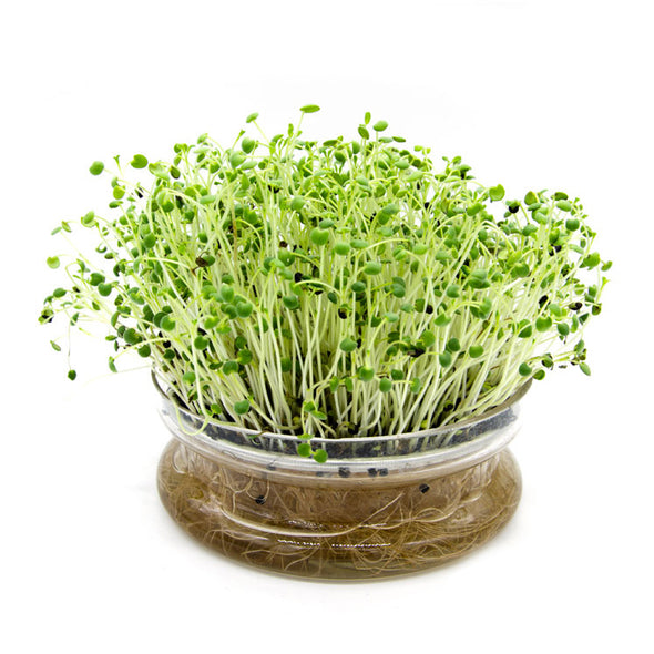 Microgreen seeds - Sage Bomber