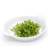 Senape bianca Ice - Italian Sprout