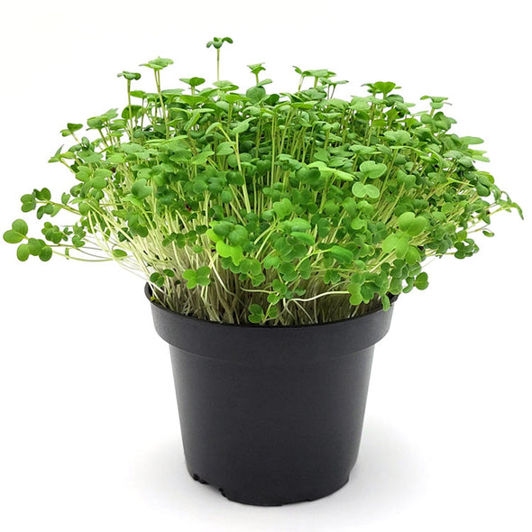 Semi per microgreens - Senape nera Hotdog