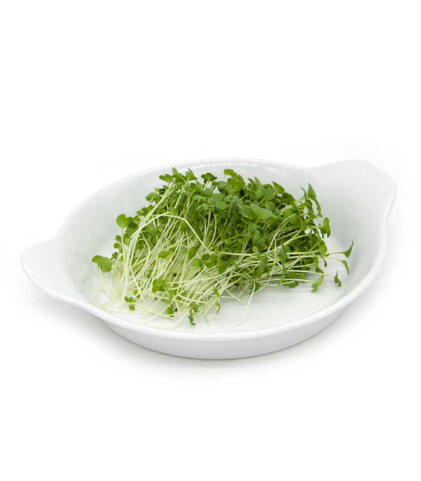 Microgreen seeds - Green mustard Snack