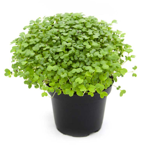 Semi per microgreens - Senape verde Snack