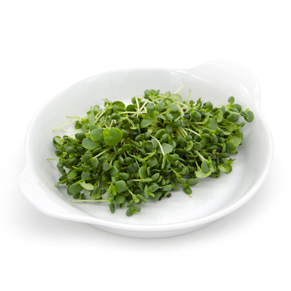 Semi per microgreens - Perilla verde Lime