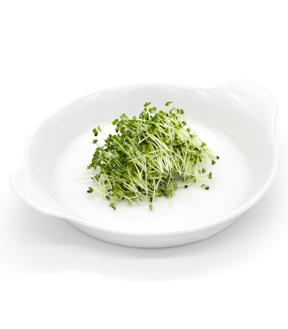 Tatsoi Tanga - Italian Sprout