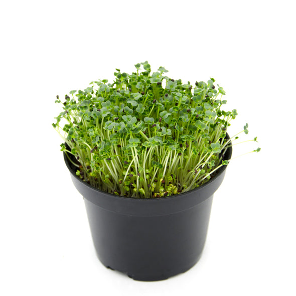 Semi per microgreens - Tatsoi Sampei