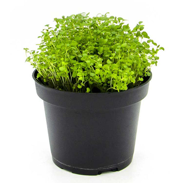 Microgreen seeds - Thymus Sirino