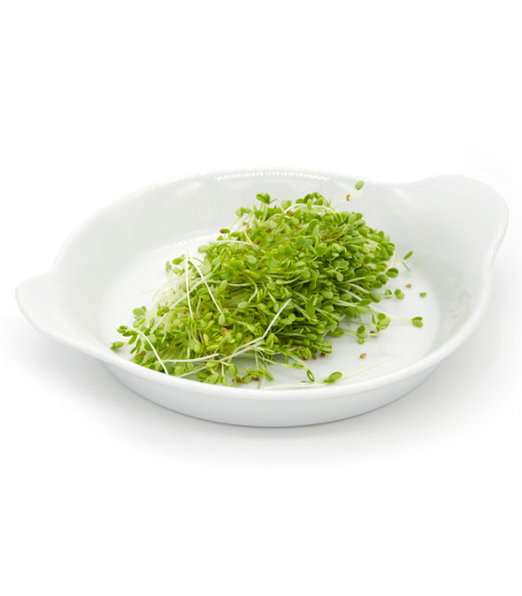 Trifoglio incarnato Graal - Italian Sprout