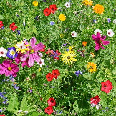 Bio flower seeds - Multifloral mixture - 1 kg