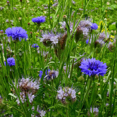 Bio flower seeds - Seven - 1 kg overflowing mixture
