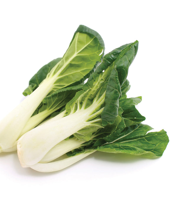 Pak Choi Mr. Lee - Italian Sprout