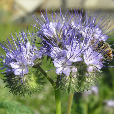 Semi da fiore bio - Phacelia Tanacetifolia - 1 kg