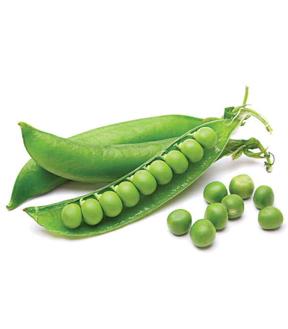 Pisello verde Balboa - Italian Sprout
