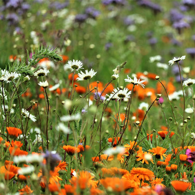 Semi da fiore bio- Bio Prato Fiorito per le Api da 750 gr