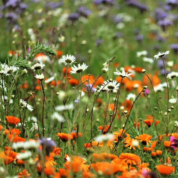 Semi da fiore bio- Bio Prato Fiorito per le Api da 750 gr