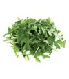 Rucola coltivata Glamour - Italian Sprout