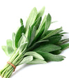 Salvia Mirror - Italian Sprout