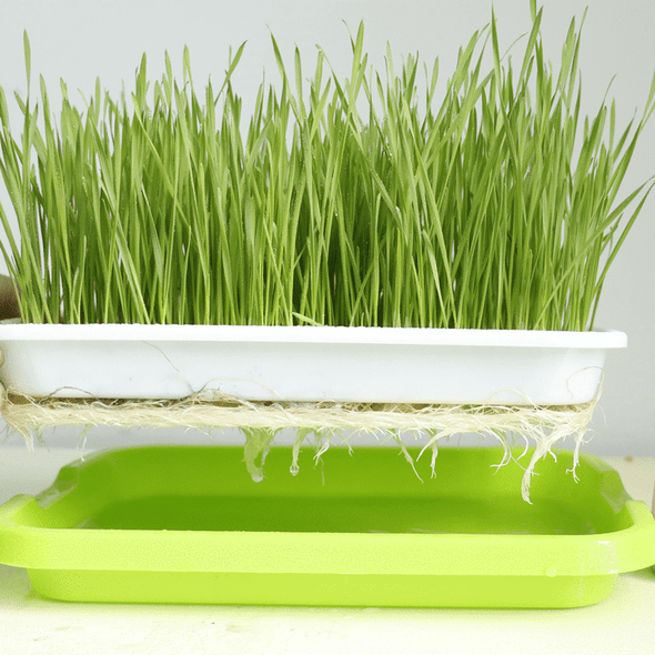 Vassoio germinazione idroponica - Italian Sprout