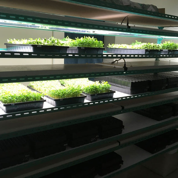 Vassoi 1020 per Microgreens